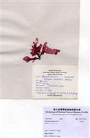 藏品(角叉菜)的圖片